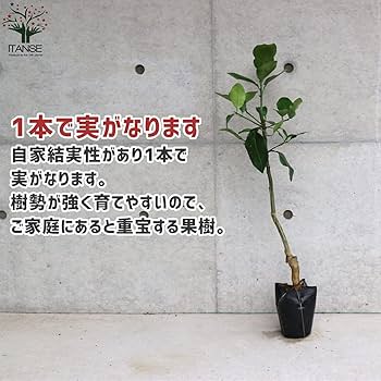 Amazon.co.jp: グレープフルーツの苗 マーシュ【品種で選べる